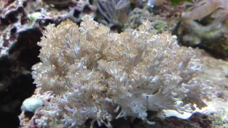 Cladiella sp. von Torsten Bullmahn (74)