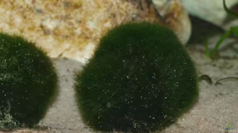 Cladophora aegagrophila - Mooskugel- von Meike_R (13)