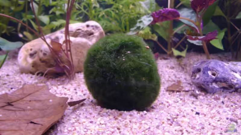 Cladophora aegagrophila (Algenball, Mooskugel) von Cia (9)