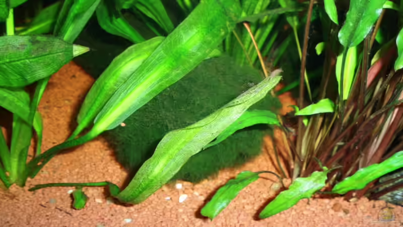 Cladophora aegagrophila (Mooskugel/ball) 20.12.09 von ~Marco~ (24)