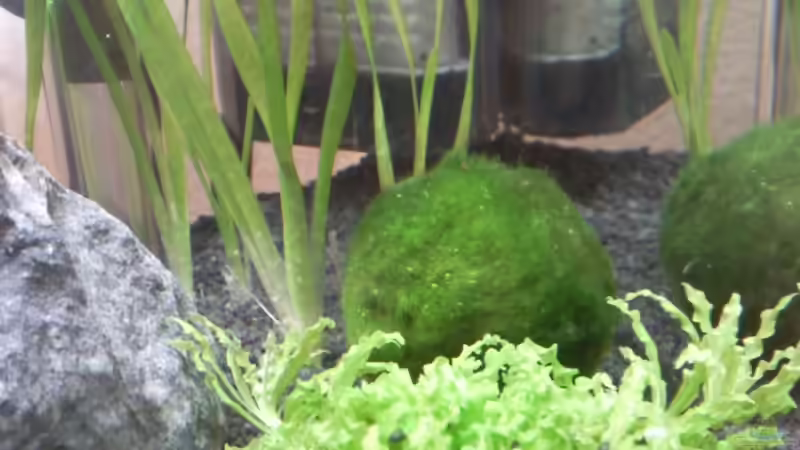 Cladophora aegagrophila von lützkopf (20)