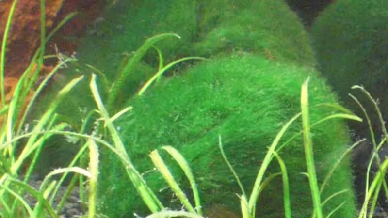 Cladophora aegagrophilia - Mooskugeln, 2 kleine von Malawi TOM (18)