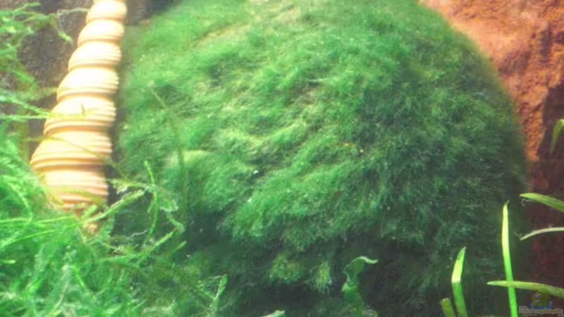 Cladophora aegagrophilia - Mooskugeln, groß von Malawi TOM (17)