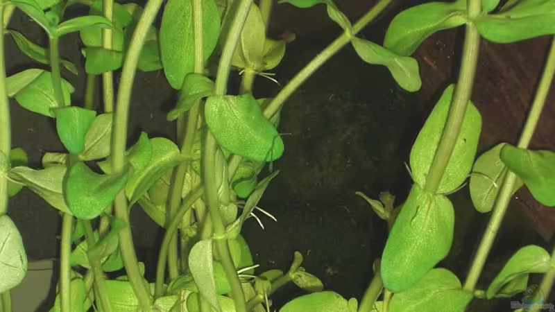 Cladophora aegagrophilia - Mooskugeln von Malawi TOM (8)