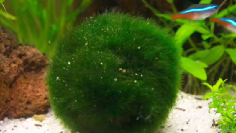 Cladophora aegagropila Mooskugel  von Jens Hug (8)