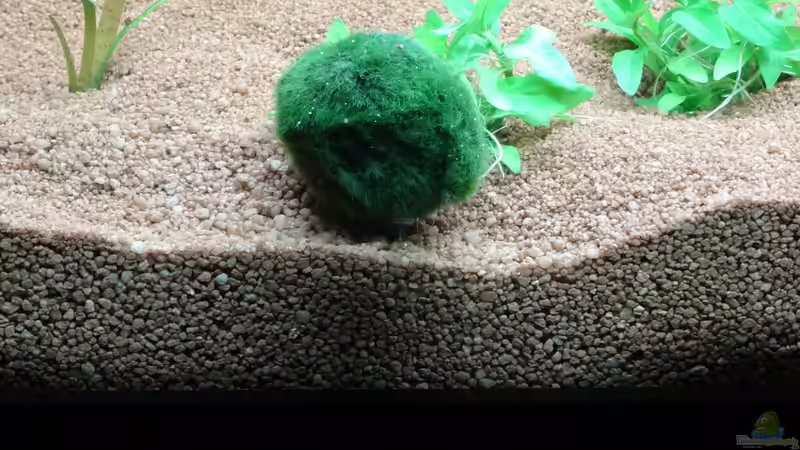 Aegagropila linnaei im Aquarium (Einrichtungsbeispiele mit Algen-Ball)