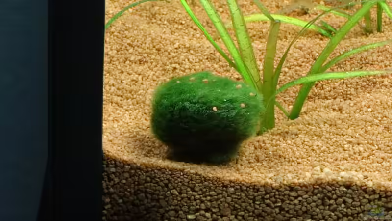 Cladophora aegagropila ´unser Mario´ von coachdriver_uwe (33)