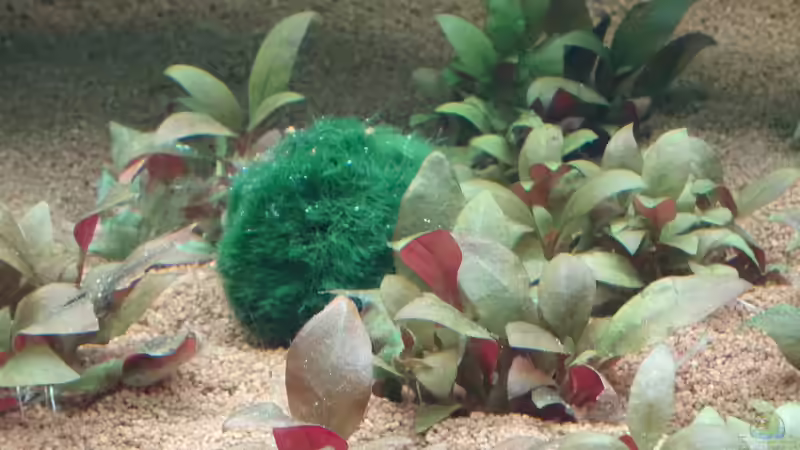 Cladophora aegagropila ´unser Michelangelo´ von coachdriver_uwe (35)