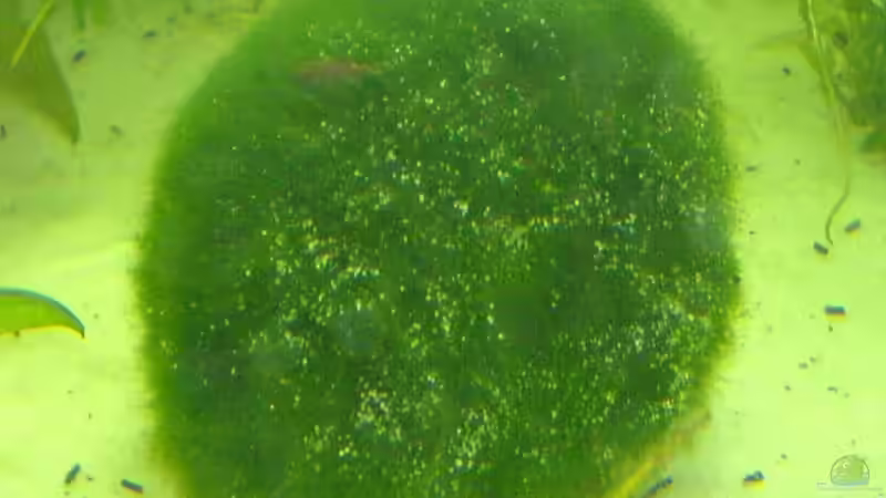 Cladophora aegagropila von Oliver Röder (7)