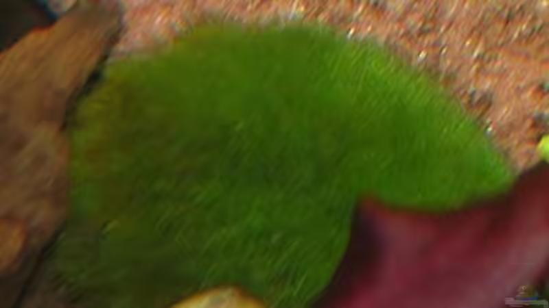 Aegagropila linnaei im Aquarium (Einrichtungsbeispiele mit Algen-Ball)
