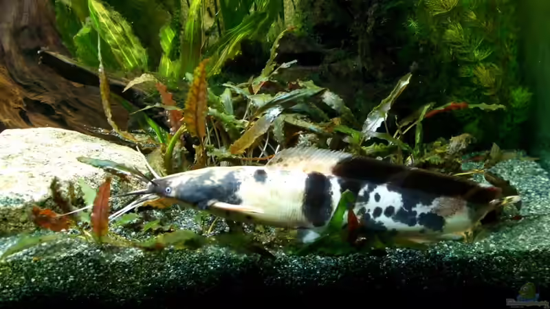 Clarias batrachus(nicht mehr im Besatz) von Christian Geese (18)