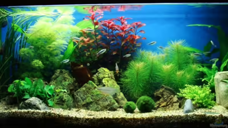 Classic Colour Mix (aufgelöst) von Beatrice (1)