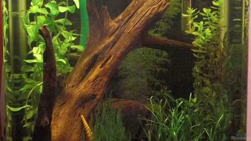 Claudi`s maxi Garnelenwelt von Malawi TOM (1)