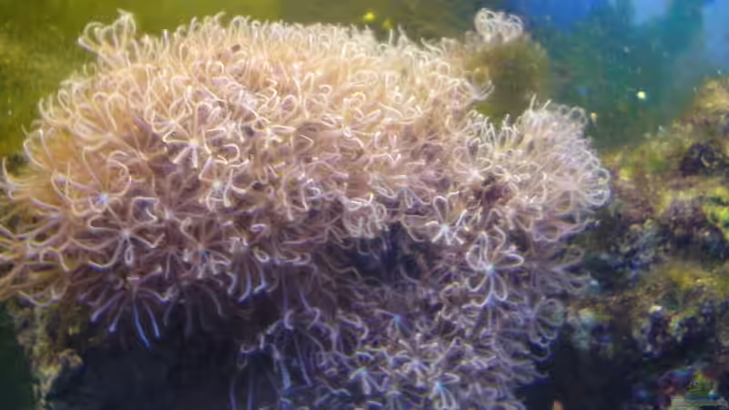 Clavularia sp. 1 || Röhrenkoralle Ordnung Stolonifera von Jens Walsleben (6)