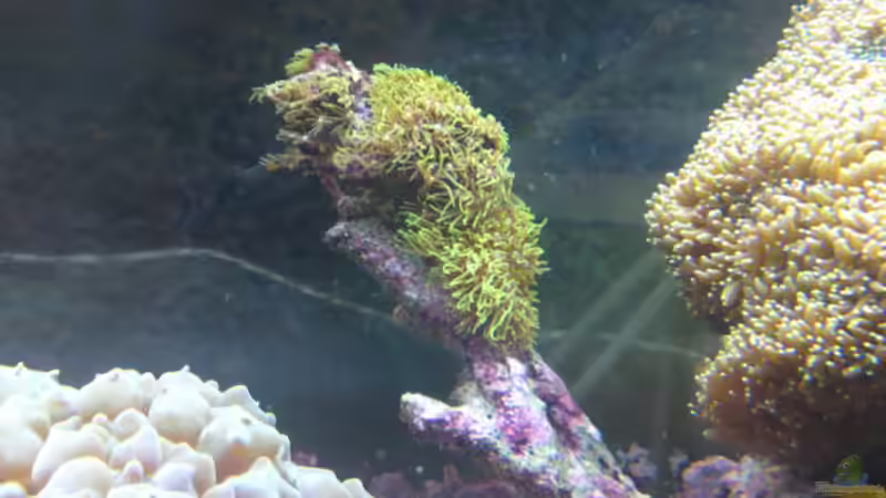 Clavularia viridis - Füllhorn von ~Sascha~ (10)