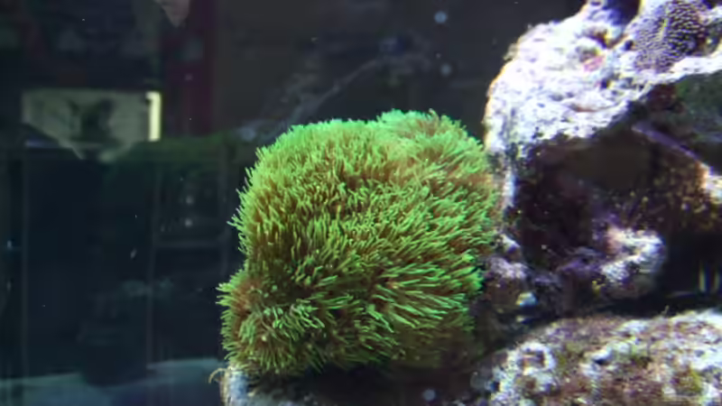 Clavularia viridis von Salzeritis (9)