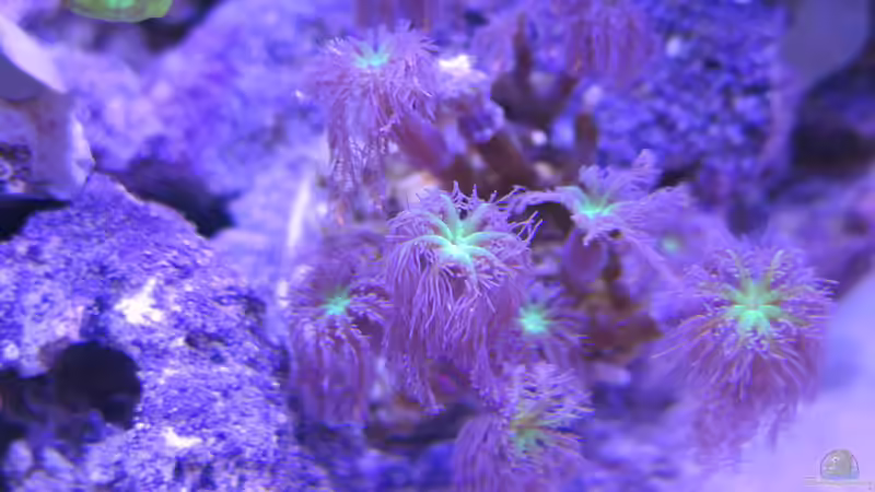 Clavularia viridis von Wolfgang Hutter (17)