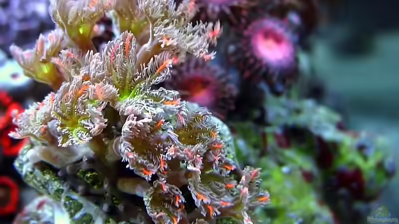 Clavularia von Petra Kallmeyer (12)