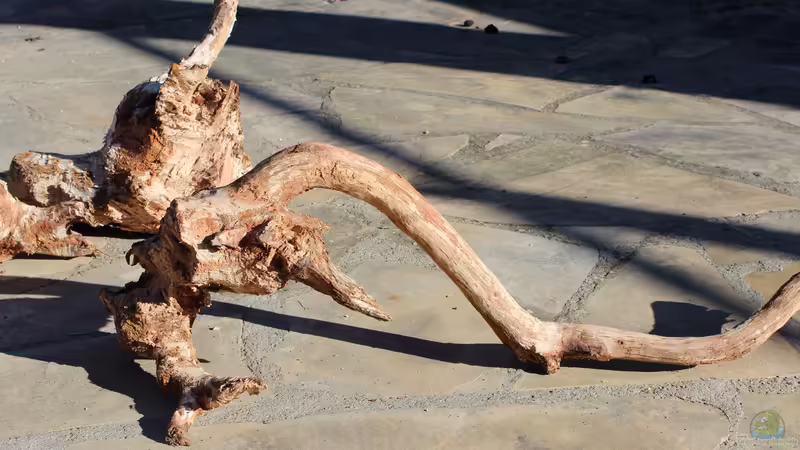 Clean roots 1 von lomarraco (68)