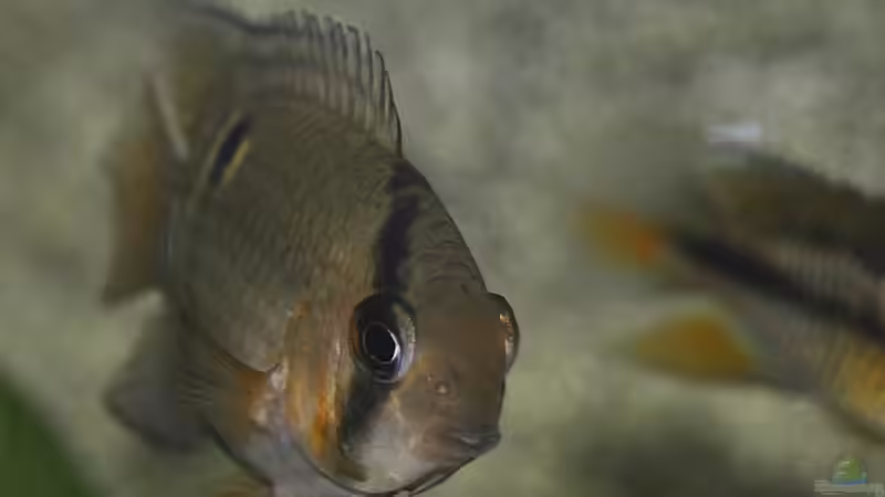 Cleithacara maronii von Patrick Scheffer (25)