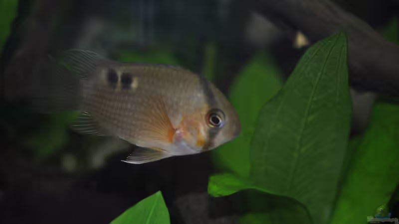 Cleithacara maronii von Patrick Scheffer (26)