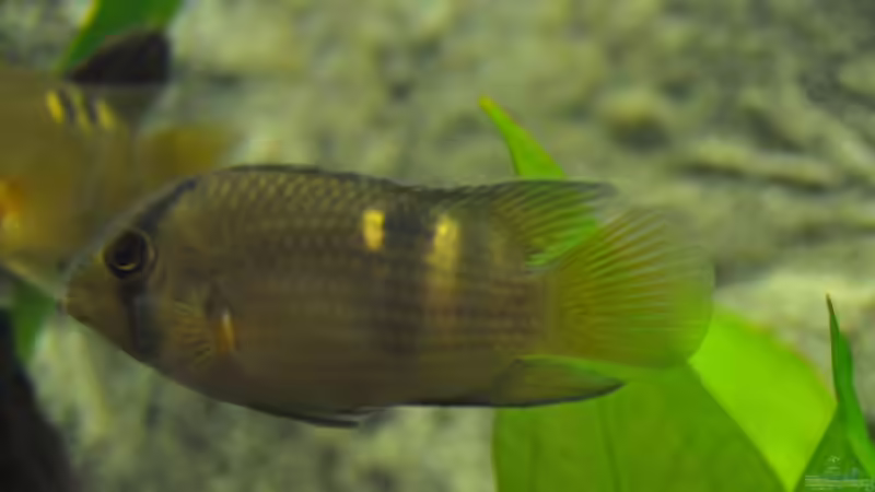 Cleithacara maronii von Patrick Scheffer (28)