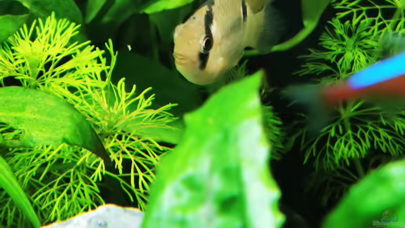 Cleithracara maronii  von Heike Fuchs (65)