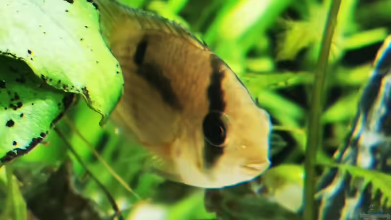 Cleithracara maronii  von Heike Fuchs (66)