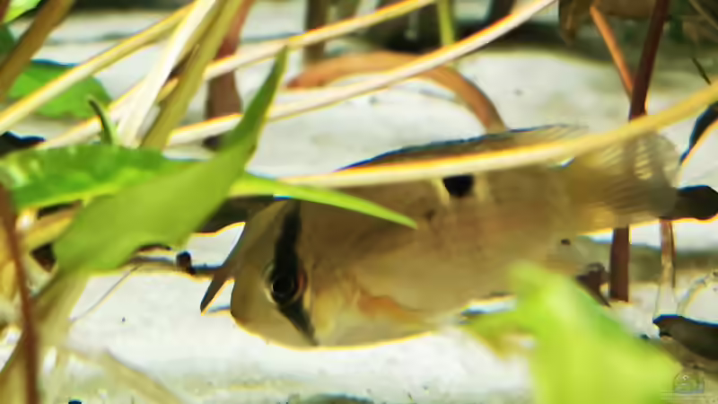 Cleithracara maronii  von Heike Fuchs (67)