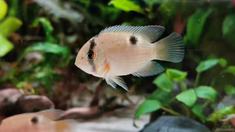 Cleithracara maronii  von Heike Fuchs (68)