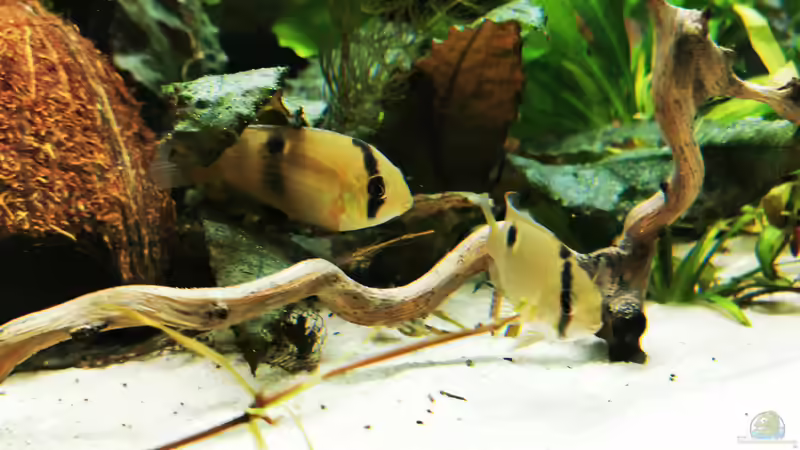 Cleithracara maronii  von Heike Fuchs (70)