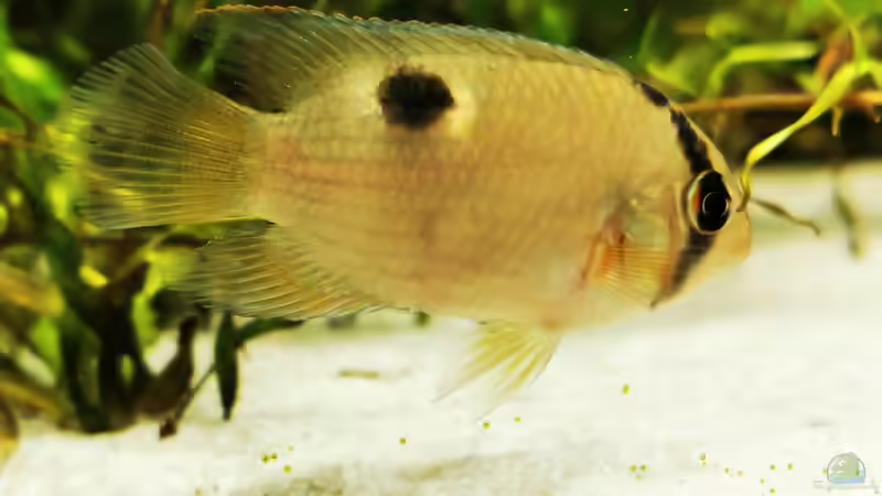 Cleithracara maronii  von Heike Fuchs (71)