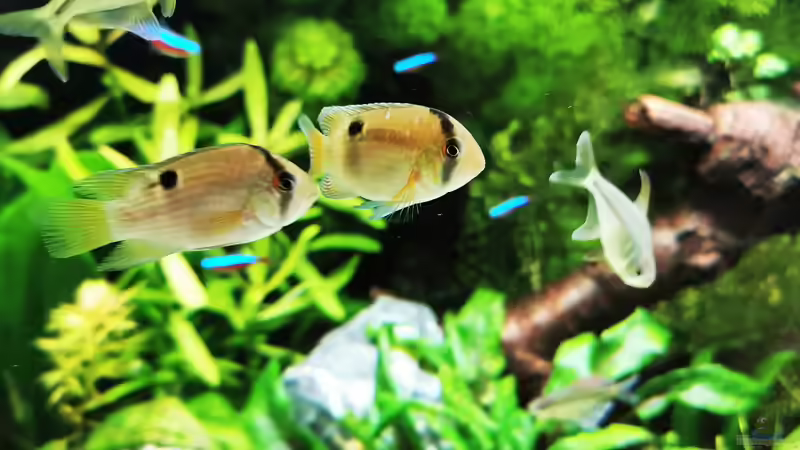 Cleithracara maronii  von Heike Fuchs (73)