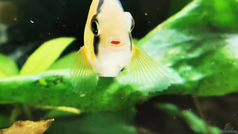 Cleithracara maronii  von Heike Fuchs (80)