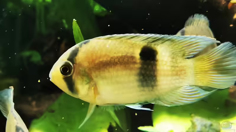 Cleithracara maronii  von Heike Fuchs (87)