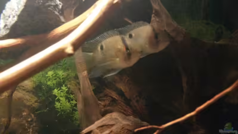 Cleithracara Maronii von ~Danny~ (23)