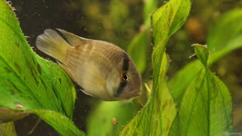 Cleithracara maronii von dare79 (5)