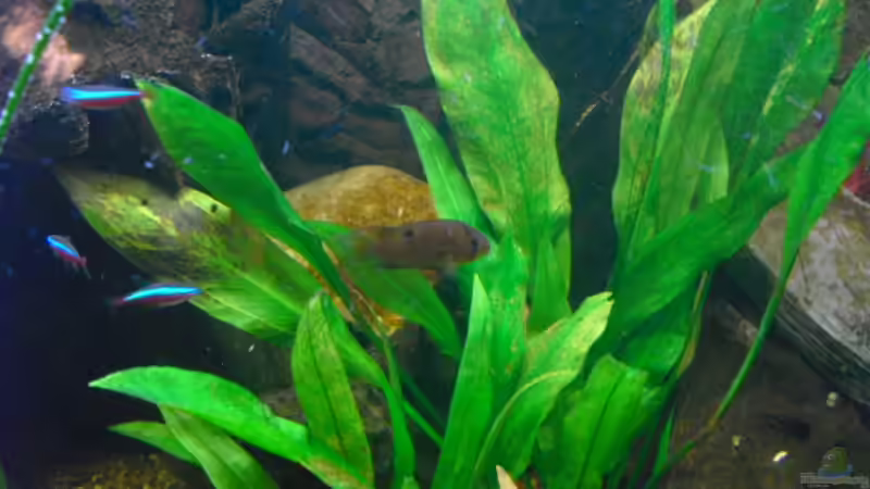 Cleithracara maronii von FischfanAQ (15)