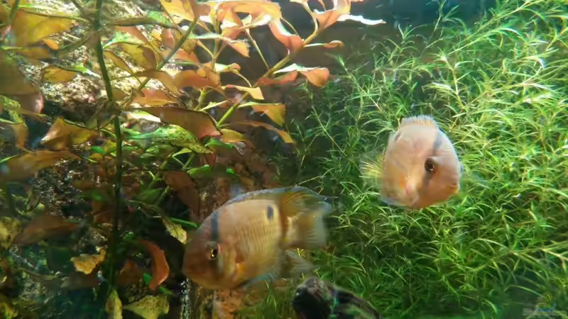 Cleithracara maronii von navicula (2)