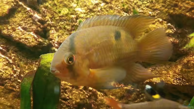 Cleithracara maronii von navicula (4)