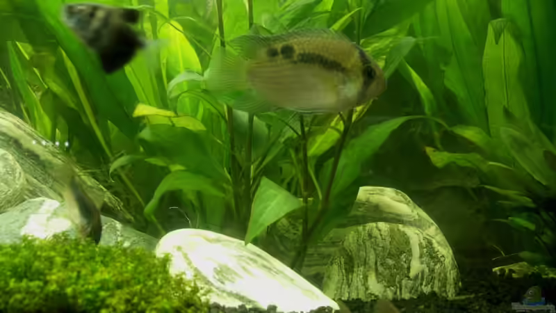 Cleithracara maronii von Stefan Reinl (10)