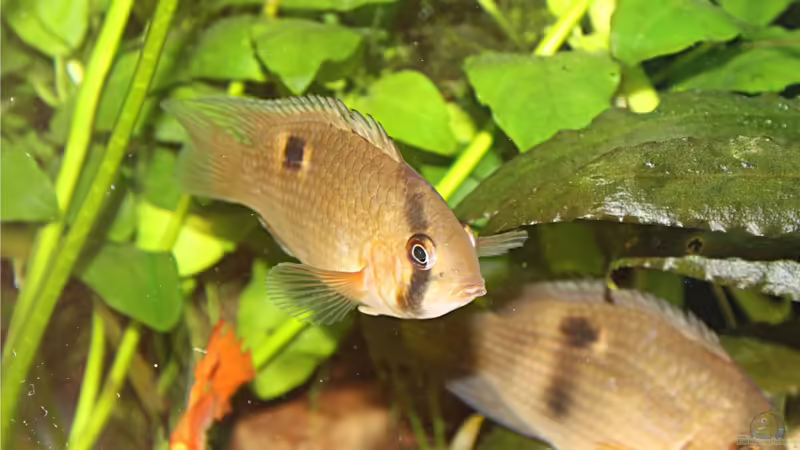 Cleithracara maronii von TDG (44)