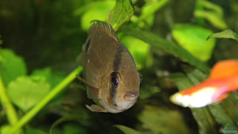 Cleithracara maronii von TDG (45)