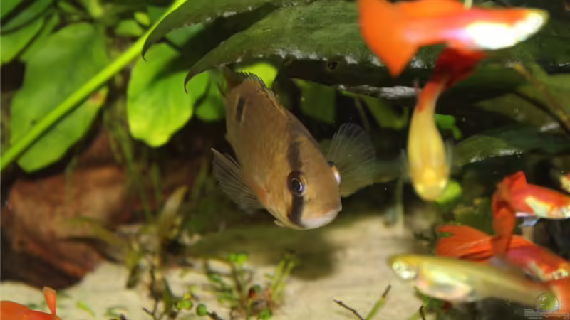 Cleithracara maronii von TDG (46)