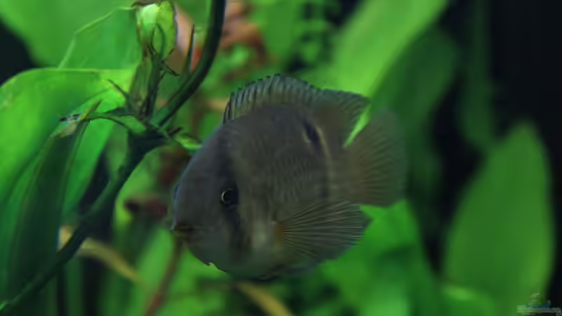 Cleithracara maronii von TDG (47)