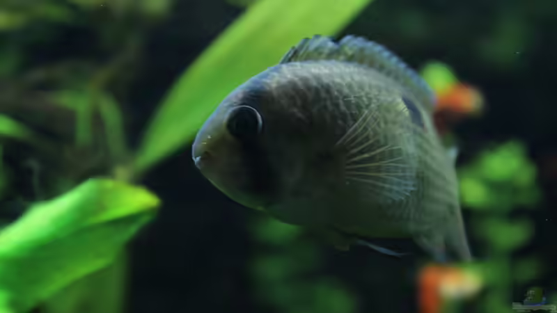 Cleithracara maronii von TDG (49)