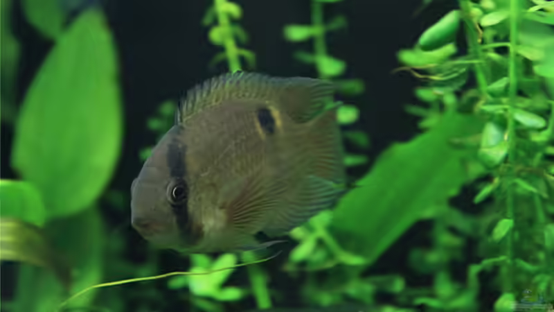 Cleithracara maronii von TDG (50)