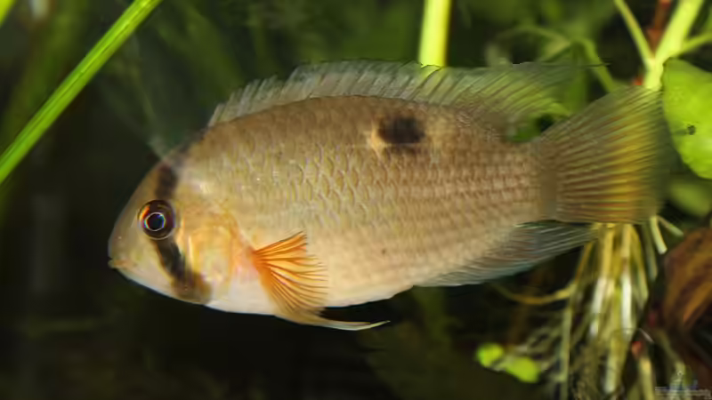 Cleithracara maronii von TDG (56)