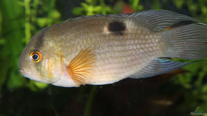 Cleithracara maronii von TDG (57)