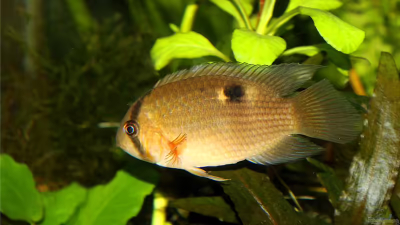 Cleithracara maronii von TDG (59)